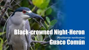 Image result for Nycticorax nycticorax