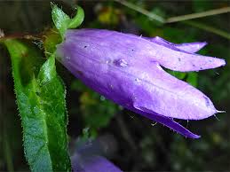 Attēlu rezultāti vaicājumam “Campanula trachelium bud”