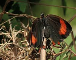 Attēlu rezultāti vaicājumam “Thecla betulae female”