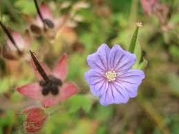 Attēlu rezultāti vaicājumam “Geranium bohemicum”