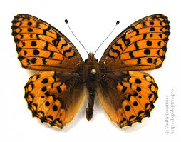 Attēlu rezultāti vaicājumam “Argynnis aglaja underside”
