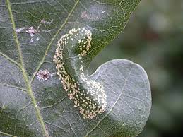 Attēlu rezultāti vaicājumam “Phyllonorycter sp.”