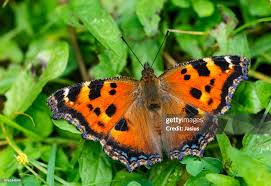 Attēlu rezultāti vaicājumam “Nymphalis xanthomelas”