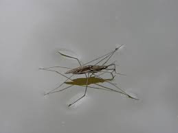 Attēlu rezultāti vaicājumam “Gerridae”