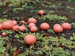 Attēlu rezultāti vaicājumam “Lycogala miserum young”