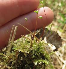 Attēlu rezultāti vaicājumam “Seligeria donniana sporophyte”
