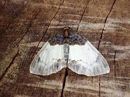 Attēlu rezultāti vaicājumam “Mesoleuca albicillata”