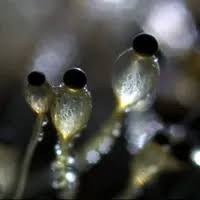 Attēlu rezultāti vaicājumam “Pilobolus crystallinus”