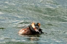 Image result for Podiceps auritus