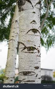 Attēlu rezultāti vaicājumam “Populus x canescens”