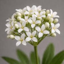 Image result for Galium odoratum