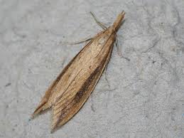 Attēlu rezultāti vaicājumam “Donacaula mucronella”