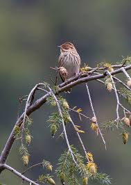 Image result for Emberiza pusilla