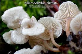 Attēlu rezultāti vaicājumam “Collybia cirrhata”