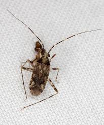 Attēlu rezultāti vaicājumam “Phytocoris sp.”