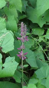 Attēlu rezultāti vaicājumam “Stachys sylvatica bud”