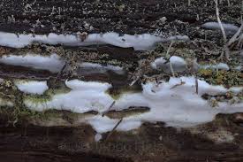 Attēlu rezultāti vaicājumam “Sidera lenis”