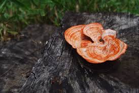 Attēlu rezultāti vaicājumam “Antrodia”