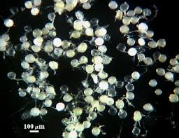 Attēlu rezultāti vaicājumam “Dianema nivale spores”