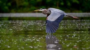 Image result for heron