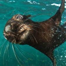 Image result for Triakis megalopterus