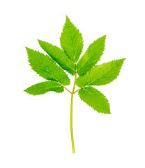 Attēlu rezultāti vaicājumam “Aegopodium podagraria leaf”