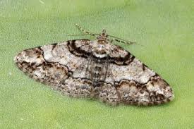 Attēlu rezultāti vaicājumam “Cleora cinctaria”