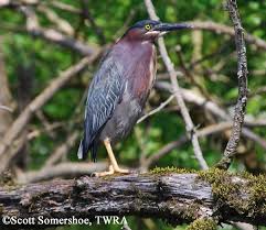 Image result for heron
