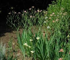 Image result for Pardancanda norrisii