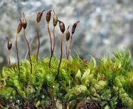 Attēlu rezultāti vaicājumam “Dicranella crispa”