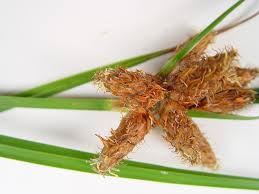 Attēlu rezultāti vaicājumam “Schistidium robustum sporophyte”