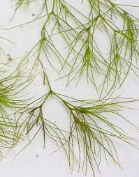 Attēlu rezultāti vaicājumam “Najas flexilis leaf”