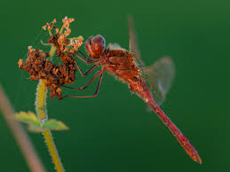 Attēlu rezultāti vaicājumam “Sympetrum vulgatum male”