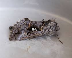 Attēlu rezultāti vaicājumam “Syngrapha interrogationis”