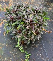 Image result for Ajuga reptans
