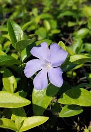 Attēlu rezultāti vaicājumam “Vinca minor flower”