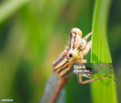 Attēlu rezultāti vaicājumam “Enallagma cyathigerum female”