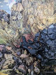 Attēlu rezultāti vaicājumam “Comatricha laxa young”