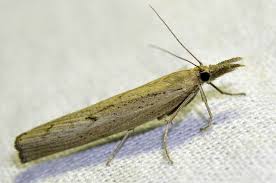 Attēlu rezultāti vaicājumam “Pediasia contaminella”