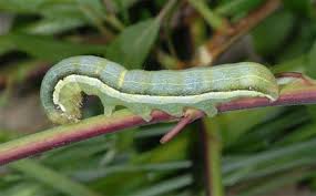 Attēlu rezultāti vaicājumam “Orthosia gothica”