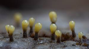 Attēlu rezultāti vaicājumam “Trichia varia young”