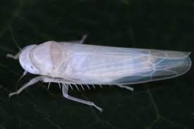 Attēlu rezultāti vaicājumam “Edwardsiana geometrica”