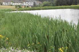 Attēlu rezultāti vaicājumam “Typhaceae”