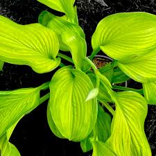 Attēlu rezultāti vaicājumam “Hosta sp.”