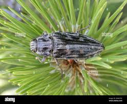 Attēlu rezultāti vaicājumam “Chalcophora mariana”