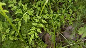 Attēlu rezultāti vaicājumam “Cardamine impatiens leaf”