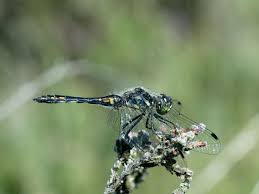 Attēlu rezultāti vaicājumam “Sympetrum danae”