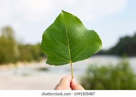 Attēlu rezultāti vaicājumam “Populus nigra leaf”