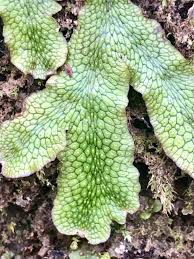 Attēlu rezultāti vaicājumam “Lophocolea minor”