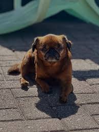 Image result for brüsseler giffon